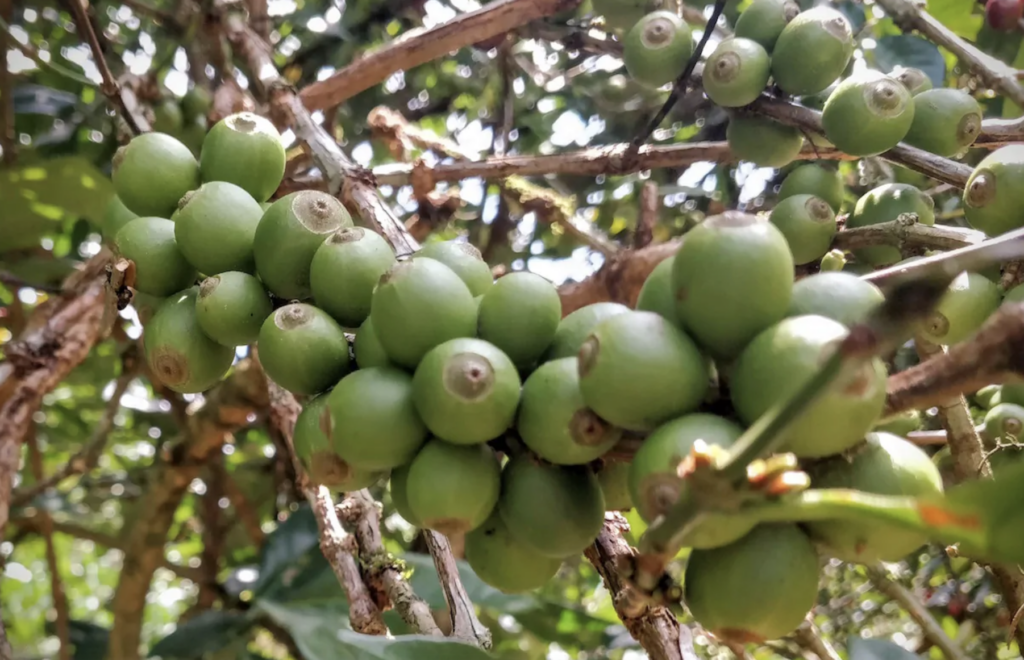 Liberica Kaffeebohnen an der Pflanze